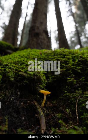 Ein kleiner Orangenpilz, der unter hohen Bäumen in einem italienischen Dolomitenwald wächst Stockfoto