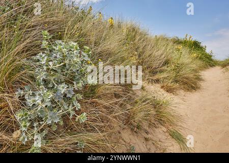 Sea Holly (Eryngium maritimum) auf Dünen in der Mündung von Taw und Torridge, nahe Crow Point, nahe Barnstaple, Devon, Großbritannien. Stockfoto