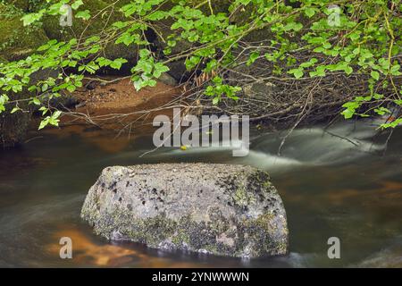 Der Fluss Dart fließt im Frühsommer um Granitblöcke und unter dichten Wäldern im Dartmeet-Nationalpark, Devon, Großbritannien. Stockfoto