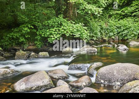 Der Fluss Dart fließt im Frühsommer um Granitblöcke und unter dichten Wäldern im Dartmeet-Nationalpark, Devon, Großbritannien. Stockfoto