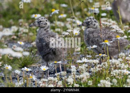 Sturmmöwe, Küken, Sturm-Möwe, Möwe, Sturmmöve, Sturm-Möve, Möwen, Larus canus, Miehmöwe, Gemeine Möwe, Seemäu, Küken, Huhn, Jungvögel, Stockfoto