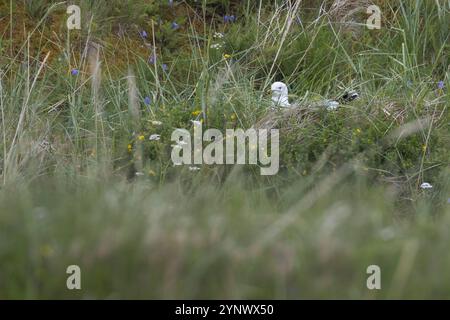 Sturmmöwe, brütend, auf Nest, Sturm-Möwe, Möwe, Sturmmöve, Sturm-Möve, Möwen, Larus canus, Mau Gull, Seemöwe, Seezunge, Nest, Grübeln, Möwe, Möwen Stockfoto