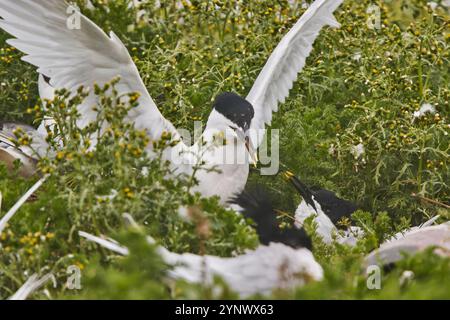 Sandwichteeren (Sterna sandvicensis) in der Brutkolonie auf Brownsea Island, Poole Harbour, Dorset, Großbritannien. Stockfoto