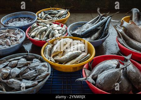 Sortiment an frischem Fisch in Behältern. Fisch- und Meeresfrüchtemarkt. Ein Stand, der Fisch auf dem traditionellen Markt in Goa Indien verkauft. Frisch gefangener roher Fisch für s Stockfoto