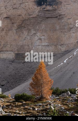 Einzelne Lärche in Herbstfarben in einer felsigen Berglandschaft in den dolomitalpen Stockfoto