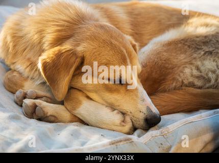 Obdachloser verlassener Hund, der im Winter auf der Stadtstraße schläft. Golden Brown streunender Hund, der auf einem Gehweg schläft. Niemand Stockfoto