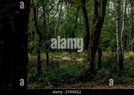 Beetly Woods Norfolk Stockfoto