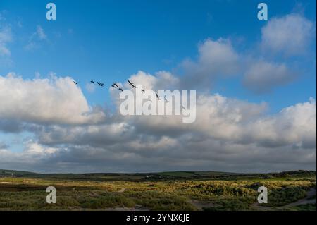Gänse fliegen über grasbewachsene Sanddünen in Cornwall Stockfoto