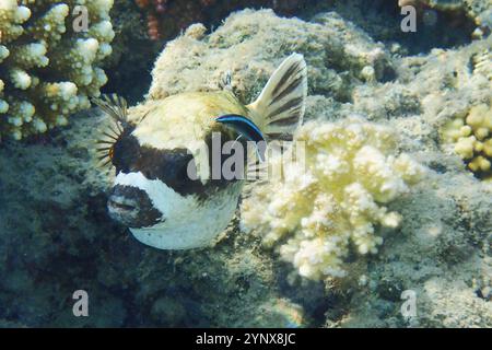 Der maskierte Puffer, Arothron diadematus Fisch aus dem Roten Meer Stockfoto