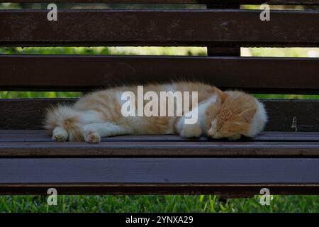ingwerkatze schläft im Sommer auf einer Holzbank im Park Stockfoto