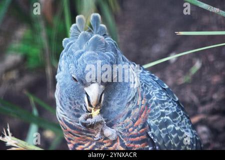 Der männliche Bandenpapagei hat einen kleinen, kräftigen Kakadu mit einem schroffen grauen Wappen, großen, breiten Flügeln und einem kurzen Schwanz Stockfoto