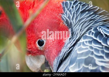 Der männliche Bandenpapagei hat einen kleinen, kräftigen Kakadau mit einem schroffen grauen Wappen, großen, breiten Flügeln und einem kurzen Schwanz. Stockfoto