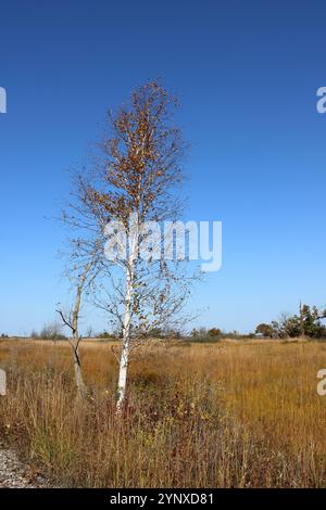 Papierbirke mit gelben Blättern im Herbst im Illinois Beach State Park in Zion Stockfoto