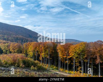 Waldlandschaft im Herbst mit Bäumen in leuchtenden Grün-, Gelb- und Orangentönen. Die Blätter erzeugen eine warme, farbenfrohe Decke wie Sonnenlicht Stockfoto