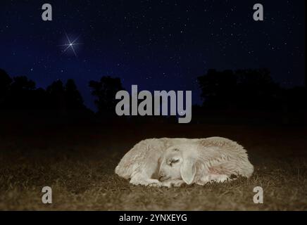 Weihnachtsstern, der hell am Nachthimmel hinter einem weißen Schaflamm leuchtet, das friedlich auf einer Weide im Vordergrund schläft. Stockfoto