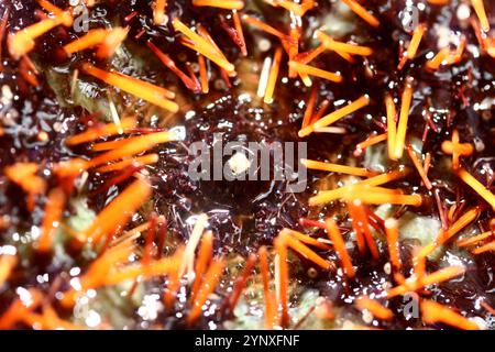 Frische und lebende Seeigel Stockfoto