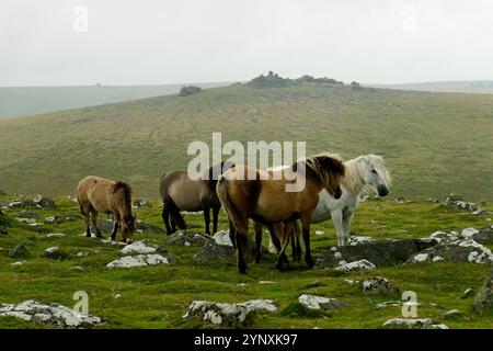 Wild Dartmoor poniert Pferde auf Moorland bei Cox Tor, West Dartmoor. Devon, England. Ein großartiges Staple Tor hinter sich. Nebel und Regen Stockfoto