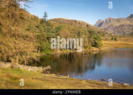 Großbritannien, England, Cumbria, Langdale, illegale Wildzelte in Wäldern am Ufer des Blea Tarn Stockfoto