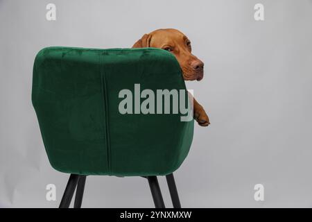 Rotbrauner, goldfarbener ungarischer vizsla-Welpe, der auf grünem Samtstuhl sitzt Stockfoto