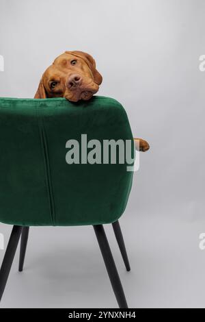 Rotbrauner, goldfarbener ungarischer vizsla-Welpe, der auf grünem Samtstuhl sitzt Stockfoto