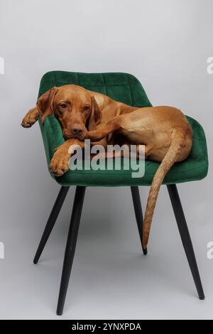 Rotbrauner, goldfarbener ungarischer vizsla-Welpe, der auf grünem Samtstuhl sitzt Stockfoto