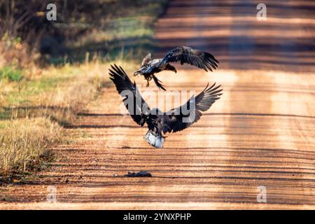 Jugendlicher und junger erwachsener Weißkopfseeadler (Haliaeetus leucocephalus) treffen sich bei Straßenmord, horizontal Stockfoto