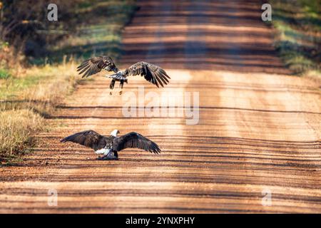 Jugendlicher und junger erwachsener Weißkopfseeadler (Haliaeetus leucocephalus) treffen sich bei Straßenmord, horizontal Stockfoto