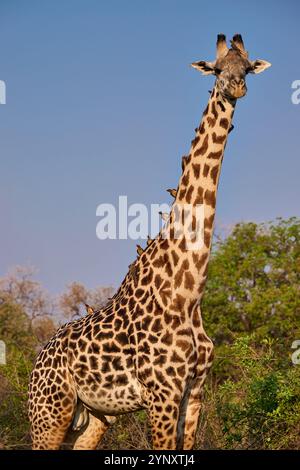 Thornicroft's Giraffe (Giraffa camelopardalis thornicrofti), South Luangwa National Park, Mfuwe, Sambia, Afrika Stockfoto