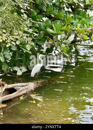 Weißer Reihenkran auf einem Baumstamm, Lake Kandy, Kandy, Zentralprovinz, Sri Lanka Stockfoto