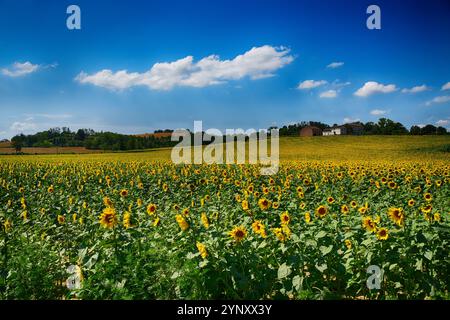 Sonnenblumen wachsen auf einem Feld, Tortona, Alessandria, Piemont, Italien Stockfoto