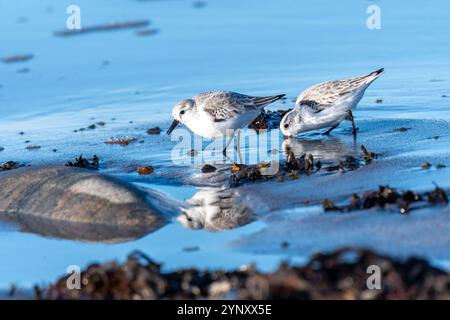 Zwei sanderling sondieren den nassen Sand entlang der Küste nach Nahrung. Die Szene fängt helles Sonnenlicht ein, das vom Wasser reflektiert wird und eine ruhige Küste schafft Stockfoto