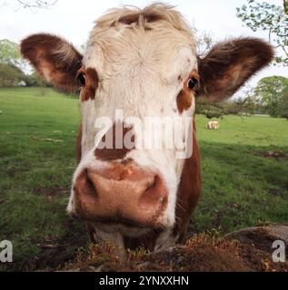 Eine braune und weiße Kuh, die über eine Wand direkt auf die Kamera blickt. Es hat ein weißes Gesicht mit braunen Flecken und braunen Ohren. Nahaufnahme und gut fokussiert. Stockfoto