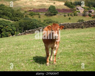 Ein braunes und weißes weibliches Kalb, das allein auf einem Feld in Holmfirth, West Yorkshire, steht. Eine Landszene mit einer gut fokussierten Wade, die in die Kamera blickt. Stockfoto