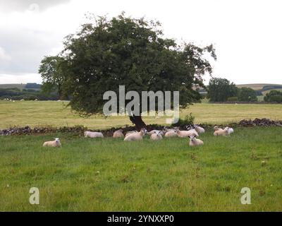 Eine Schafherde saß im Gras neben einer alten Steinmauer und unter einem einzigen Baum. Felder, Schafe und Bäume in der Ferne. Gut fokussierte Nahaufnahme. Stockfoto