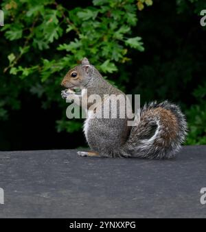 Eine Seitenansicht von Sciurus carolinesis, ein graues Eichhörnchen, das sich ernährt. Es steht auf seinen Hinterbeinen auf einem Dach mit grünem Hintergrund. Gut fokussiert. Stockfoto