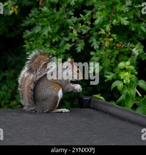 Eine Seitenansicht von Sciurus carolinesis, ein graues Eichhörnchen, das sich ernährt. Es steht auf seinen Hinterbeinen auf einem Dach mit grünem Hintergrund. Gut fokussiert. Stockfoto