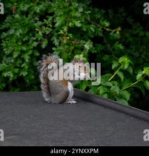 Eine Seitenansicht von Sciurus carolinesis, ein graues Eichhörnchen, das sich ernährt. Es steht auf seinen Hinterbeinen auf einem Dach mit grünem Hintergrund. Gut fokussiert. Stockfoto