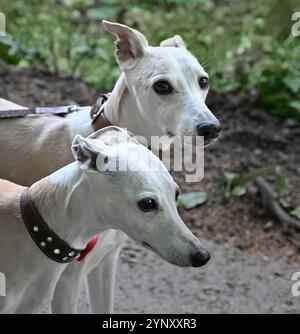 Zwei alte Rettungstürme für einen Spaziergang. Nahaufnahme und gut fokussierte Kopfaufnahmen dieser wunderschönen cremigen weißen Hunde. Natürlicher Hintergrund im Freien. Stockfoto