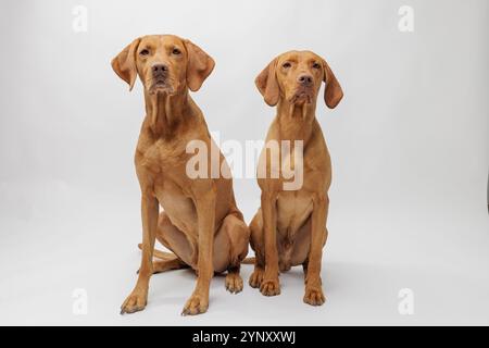 Zwei rotbraune, goldfarbene ungarische vizsla-Hunde sitzen im Studio mit weißem Hintergrund Stockfoto