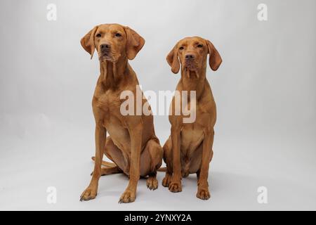 Zwei rotbraune, goldfarbene ungarische vizsla-Hunde sitzen im Studio mit weißem Hintergrund Stockfoto