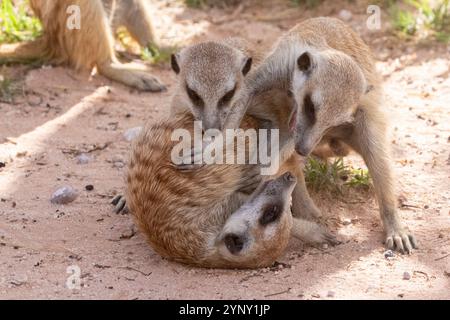 Junge Erdmännchen oder Suricate (Suricata suricatta) spielen auf rotem Kalahari-Boden, Nordkap, Südafrika Stockfoto