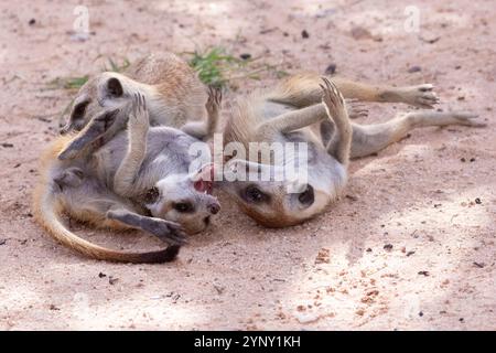 Erdmännchen oder Suricate (Suricata suricatta) spielen auf rotem Sand, Kgalagadi Transfrontier Park, Kalahari, Nordkap, Südafrika Stockfoto