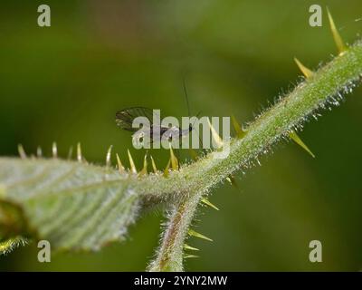 Eine Blattlaus aus aus schwarzen Bohnen, Schwarzfliege, Aphis fabae, zum Zeitpunkt der Geburt und bevor sie vom Elternteil fällt. Eine neugeborene Blattlaus auf einem Dornstamm. Stockfoto