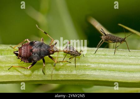 Eine Miriden-Insektennymphe, Deraeocoris ruber, ernährt sich von einem Blattlaus, während eine andere Blattlaus in der Nähe füttert. Erstaunliches Bild, das aus Nahaufnahme und gut fokussiert ist. Stockfoto