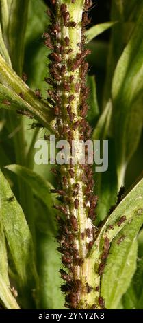 Ein Befall von Rosenläusen, Macrosiphum rosae, an Stängeln von Riesenknappalgen. Nahaufnahme, gut fokussiert und vor einem natürlichen grünen Hintergrund. Stockfoto