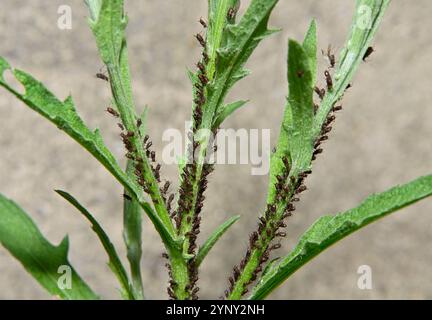 Ein Befall von Rosenläusen, Macrosiphum rosae, an Stängeln von Riesenknappalgen. Nahaufnahme, gut fokussiert und vor einem natürlichen grünen Hintergrund. Stockfoto