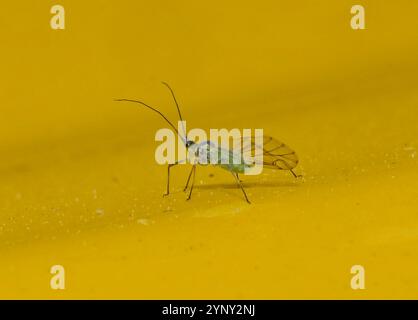 Eine Nahaufnahme und gut fokussierte Seitenansicht eines Silberbirkenblattlaus, Euceraphis betulae, auf gelbem Hintergrund. Gastgeber speziell für Birkenbäume. Stockfoto