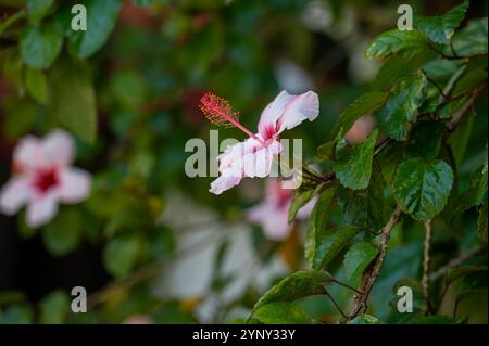 Hibiskusblüten in Rosa- und Weißtönen gedeihen inmitten von leuchtend grünem Laub. Stockfoto