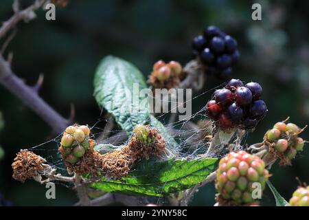 Nahaufnahme von Spinnweben auf einem Haufen unreifer Brombeeren. Stockfoto