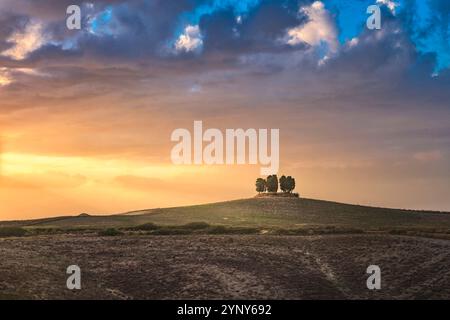 Zypressenhain auf einem Hügel bei Sonnenuntergang. Orciano Pisano in den Pisaner Hügeln, in Pisa, Toskana, Italien Stockfoto